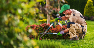 Servicios de jardinería Grupo Servidis